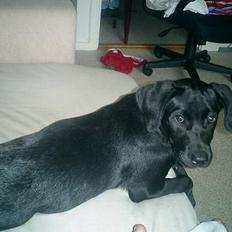 Labrador retriever Bine *DØD*