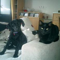 Labrador retriever Bine *DØD*