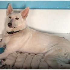 Hvid Schweizisk Hyrdehund Jessie