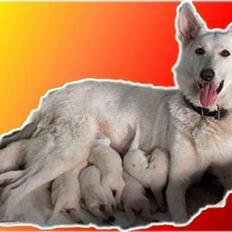 Hvid Schweizisk Hyrdehund Jessie