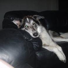 Blanding af racer (alaskan malamute)Chianti