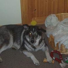 Blanding af racer (alaskan malamute)Chianti