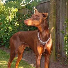 Dobermann Bimse