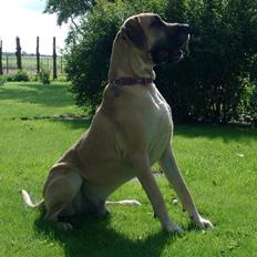 Grand danois Drew Vincent´s Mars