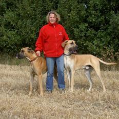 Grand danois Drew Vincent´s Mars