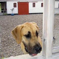 Grand danois Drew Vincent´s Mars