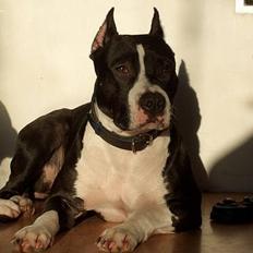 Amerikansk staffordshire terrier zally