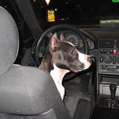 Amerikansk staffordshire terrier zally