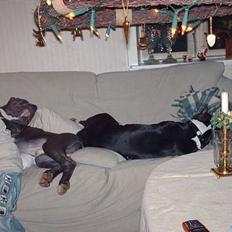 Amerikansk staffordshire terrier zally