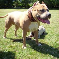 Amerikansk staffordshire terrier Malou