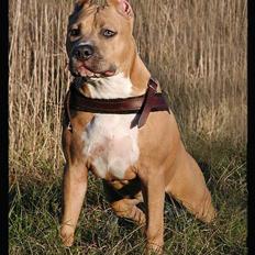 Amerikansk staffordshire terrier Malou