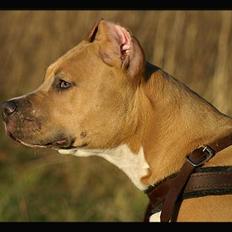 Amerikansk staffordshire terrier Malou