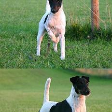Glathåret foxterrier Leslie & Lancelot