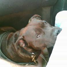 Staffordshire bull terrier smiley