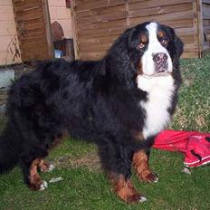 Berner sennenhund Tertzo´s Chicci 2006 -