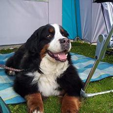 Berner sennenhund Tertzo´s Chicci 2006 -