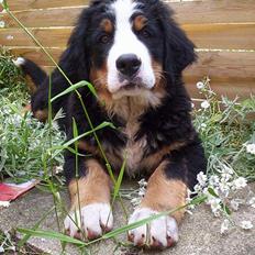 Berner sennenhund Gloria (Død april 2013)