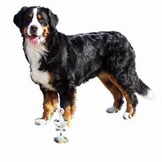 Berner sennenhund Gloria (Død april 2013)