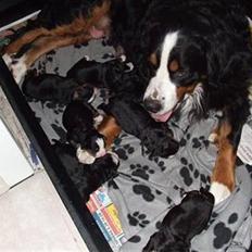 Berner sennenhund Gloria (Død april 2013)