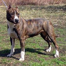 Amerikansk staffordshire terrier lamasko wild rose (rose)