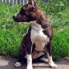 Amerikansk staffordshire terrier lamasko wild rose (rose)