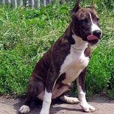 Amerikansk staffordshire terrier lamasko wild rose (rose)