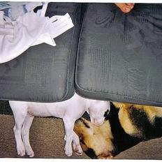 Blanding af racer Cosy R.I.P