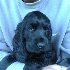 Cocker spaniel *Olsen