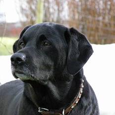 Blanding af racer Buller