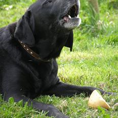 Blanding af racer Buller