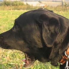 Blanding af racer Buller