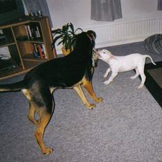 Blanding af racer Cosy R.I.P