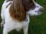 Field Trial spaniel Mickey 