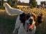 Field Trial spaniel Mickey  - Mickey på vej ned mod skoven, kvaliteten er ikke så god, men synes ellers det blev et godt billede (;