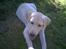 Labrador retriever Nellie - Her har hun lige været i en gang maling