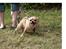 Chihuahua Nuggi