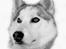 Siberian husky A'tebs Rob roy - lavet af chimp..... tusind tak for det flotte foto!