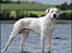 Dogo argentino cano - det er mig cano taget af Rostell foto