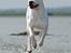 Dogo argentino cano - kommer altid når mor kalder, billedet af rostell foto