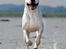 Dogo argentino cano - billedet taget af Rostell foto