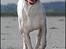 Dogo argentino cano - billedet taget af Rostell foto