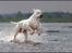 Dogo argentino cano - billedet taget af Rostell foto