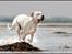 Dogo argentino cano - billedet taget af Rostell foto