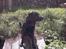 Labrador retriever Buddy - Jeg er såå køn..