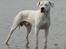 Dogo argentino cano - billedet taget af min mor hanne larsen