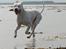 Dogo argentino cano - billedet taget af min mor hanne larsen