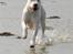 Dogo argentino cano - billedet taget af min mor hanne larsen