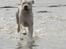 Dogo argentino cano - billedet taget af min mor hanne larsen