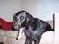 Flat coated retriever Baloo - Adr... Er det din eller min prut der lugter sådan? (14/11)