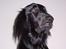 Flat coated retriever Baloo - Øhhhhhhhhhh...Det var ikke mig:-)